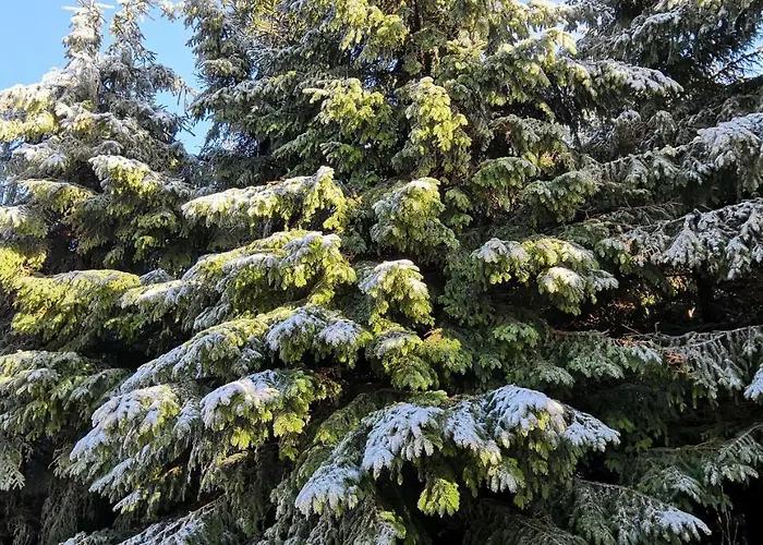 בית הארחה Ctyrlistek